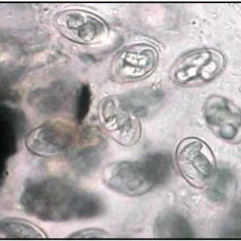 thumbnail for publication: Common Freshwater Fish Parasites Pictorial Guide: Dinoflagellates, Coccidia, Microsporidians, & Myxozoans